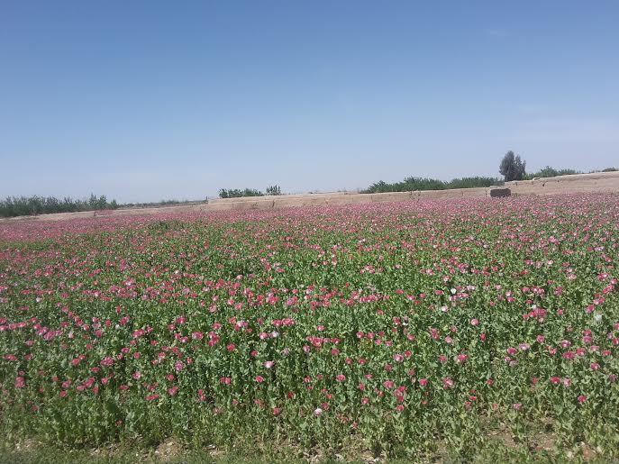 Poppy crop matures near governor’s house, police HQ
