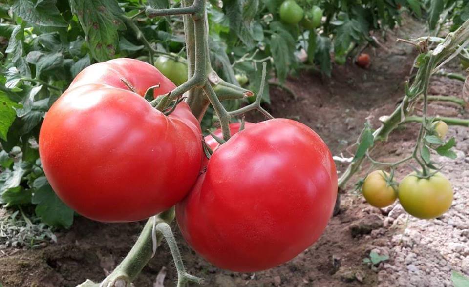 Tomato yield higher in Laghman this year