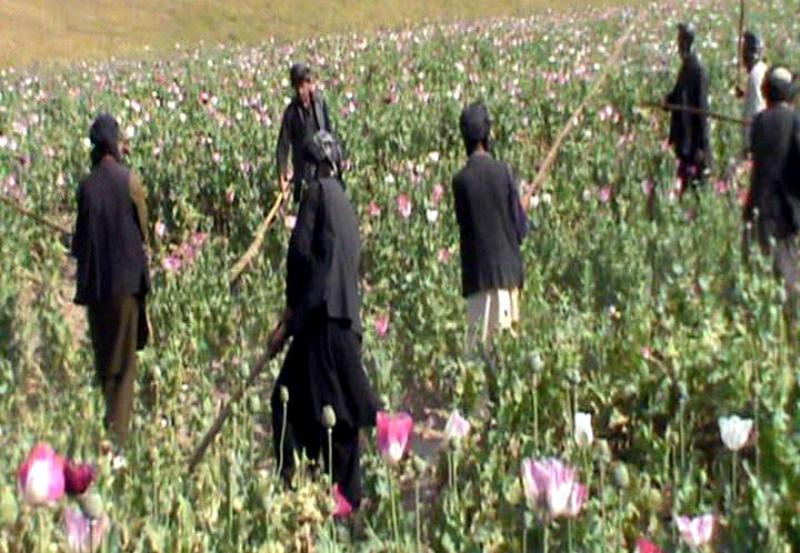 Opium production substantially dropped: Study