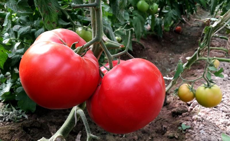 Pakistan importing tomato from Afghanistan, Iran