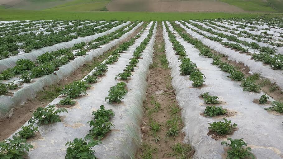Takhar’s rain-fed land set to produce bumper potato crop