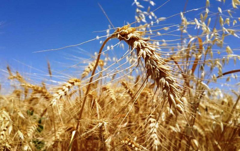 حاصلات گندم در لوگر۳۰ درصد کاهش یافته است