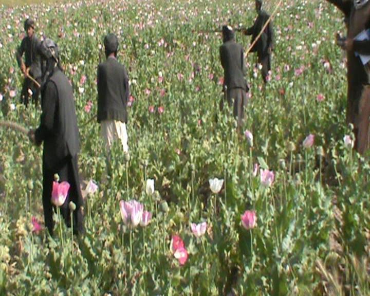 افغانستان کې د نشه يي توکو توليد ٤٣ سلنه ډېر شوى