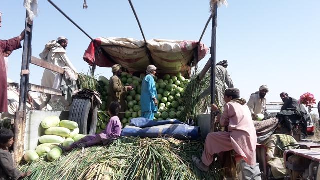 Helmand farmers complain of lower melon, watermelon yields