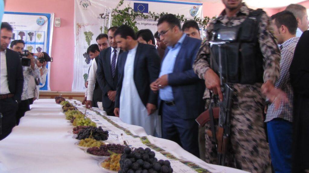 وزارت زراعت يک ميليارد افغانى به ولايت هرات اختصاص داده است