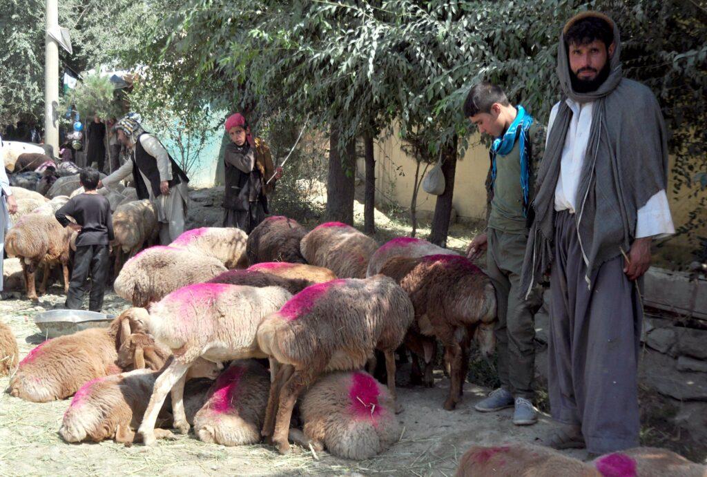 Peshawar court stays cattle exports to Afghanistan