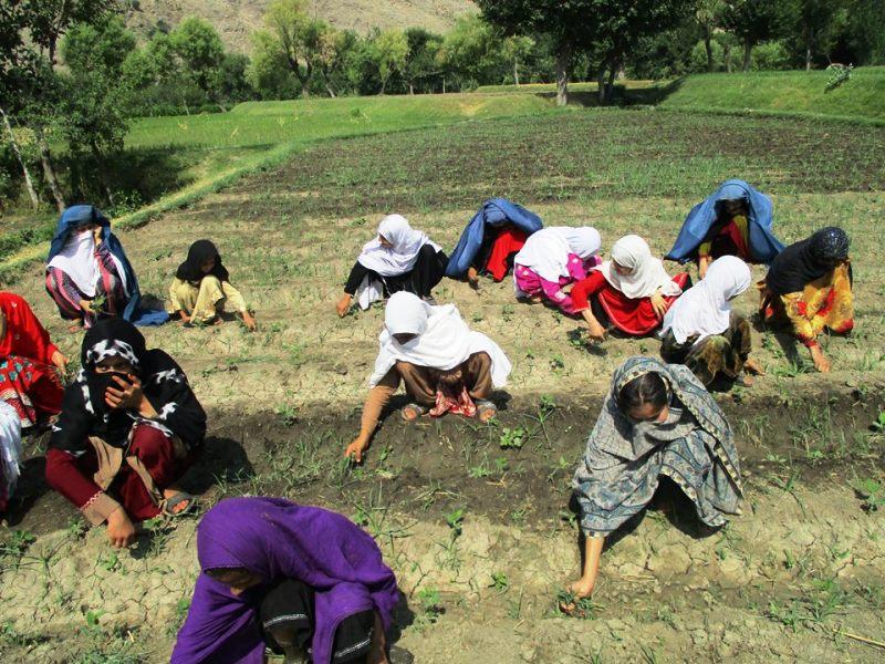 براى بيش از دو هزار خانم در سمنگان تخم سبزيجات توزيع شد