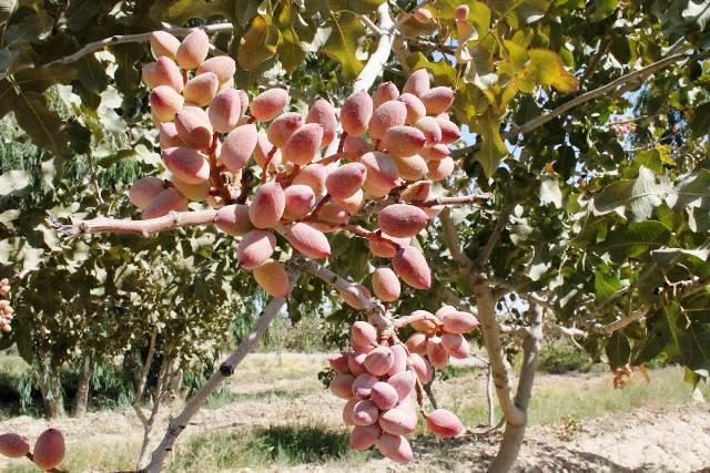 First pistachio farm in Kandahar has started giving yield