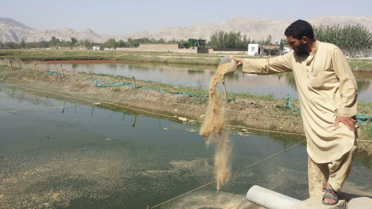 Fish farming sees significant increase in Nangarhar