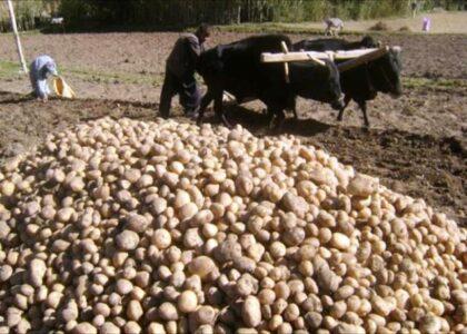 Bamyan’s potato yield down, but price almost doubles