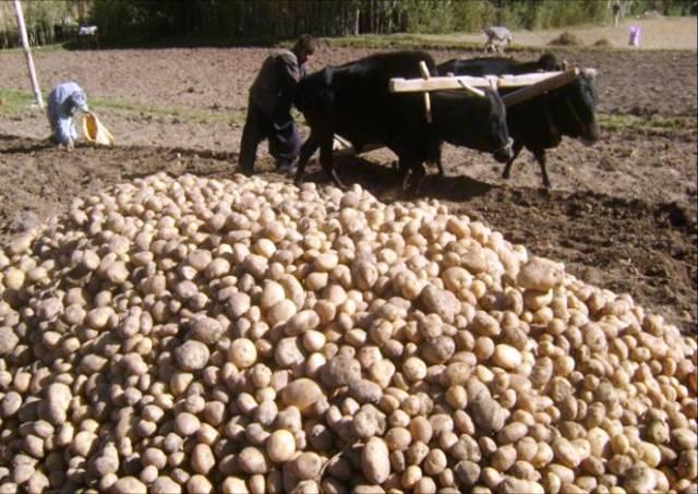 Bamyan’s potato yield down, but price almost doubles