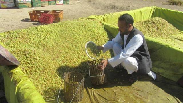 Herat growers happy with raisin yield, exports
