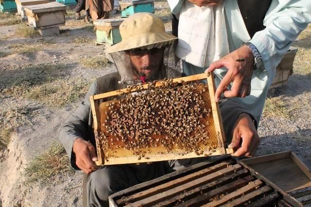 Kandahar man introduces basil nectar to honeybees