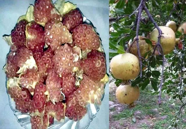 Tagab pomegranate farmers exult over high yield, lucrative prices