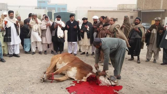 يک تاجر کندهار ١٠٠ گاو به ياد قربانيان رويداد اخير خيرات کرد