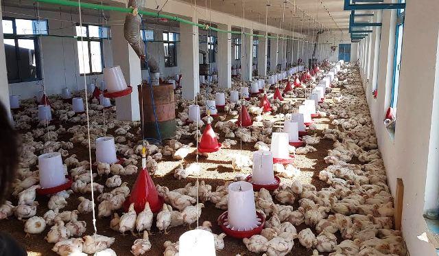 Kandahar poultry farms witness significant growth