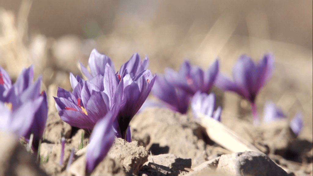“زعفران بی کیفیت ایرانی به نام افغانستان صادر می شود”
