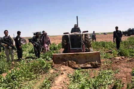 Poppy-eradication drive launched in Kandahar