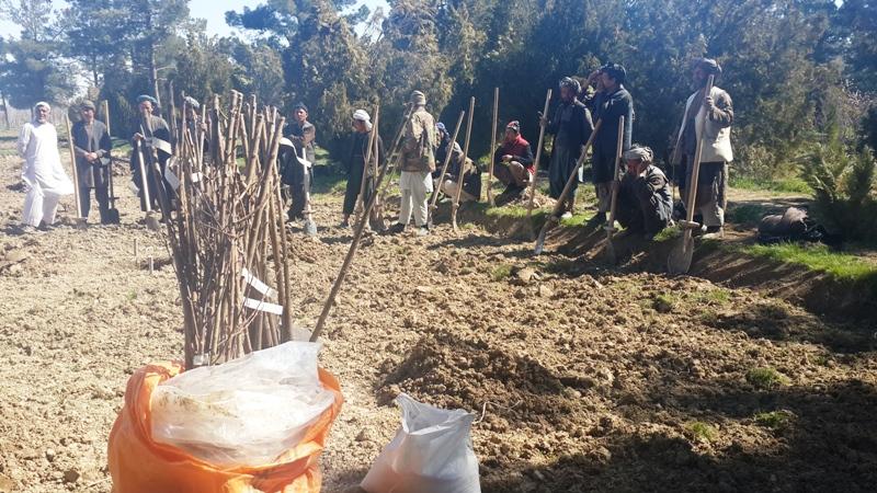 Work on planting 500 fruit orchards kicks off in Jawzjan