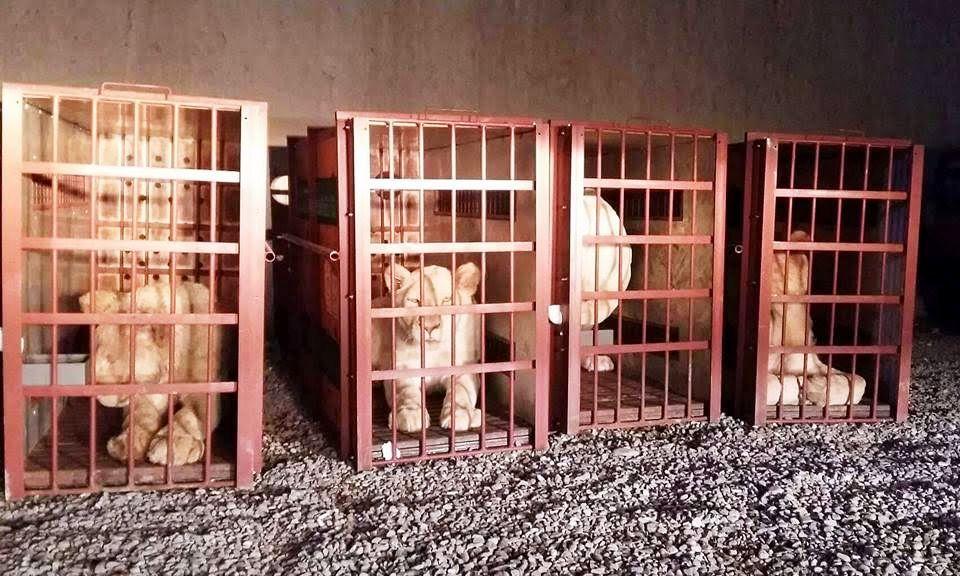 Bid to smuggle 6 white lions to Pakistan frustrated