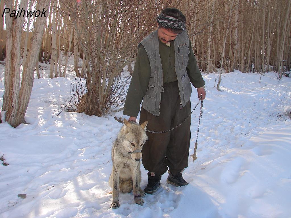 در سمنگان يک چوپان مجروح، گرگ را زنده گرفته است