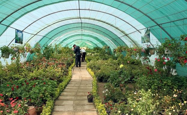 عايد کشت¬هاى گلخانه¬ يى در فراه ٢٢ ميليون دالر تخمين شده است