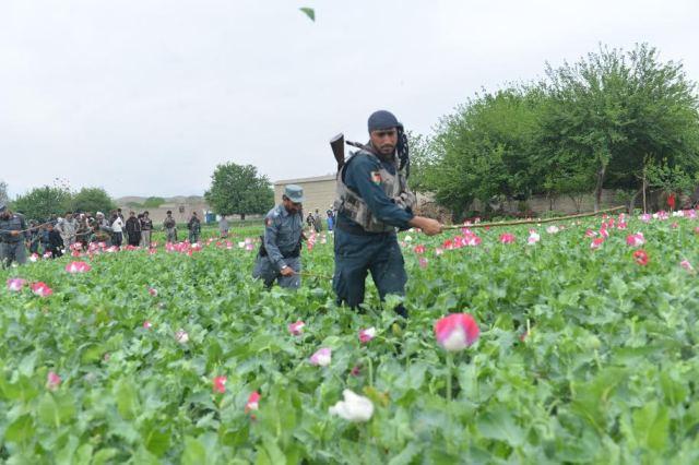 300 hectares land cleared of poppy in Nangarhar