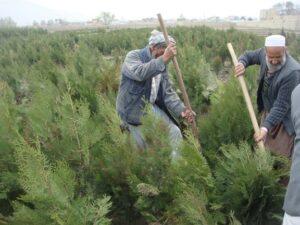 National tree plantation campaign begins: MAIL