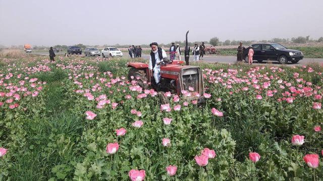 کندهار کې د کوکنار اړولو کمپاین له ټاکلي هدف مخکې پای ته رسېدلی