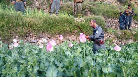 Anti-poppy drive goes on hitch-free in Kunar