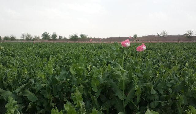 کشت کوکنار و معتادين در بدخشان افزايش يافته است