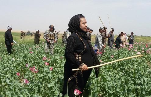 کمپاين نابودسازى مزارع کشت کوکنار در جوزجان آغاز گرديد