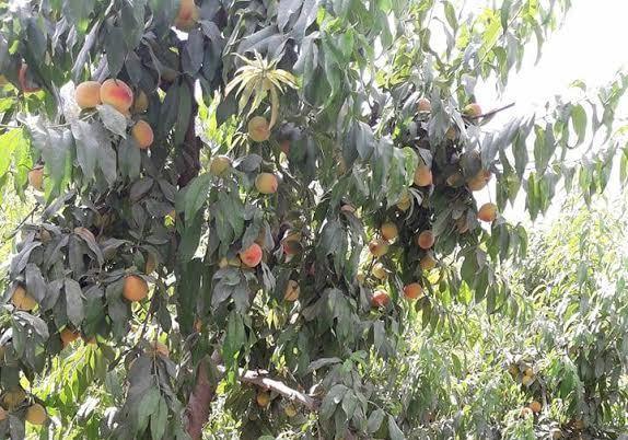 Nangarhar, Kunar produce bumper peach yield