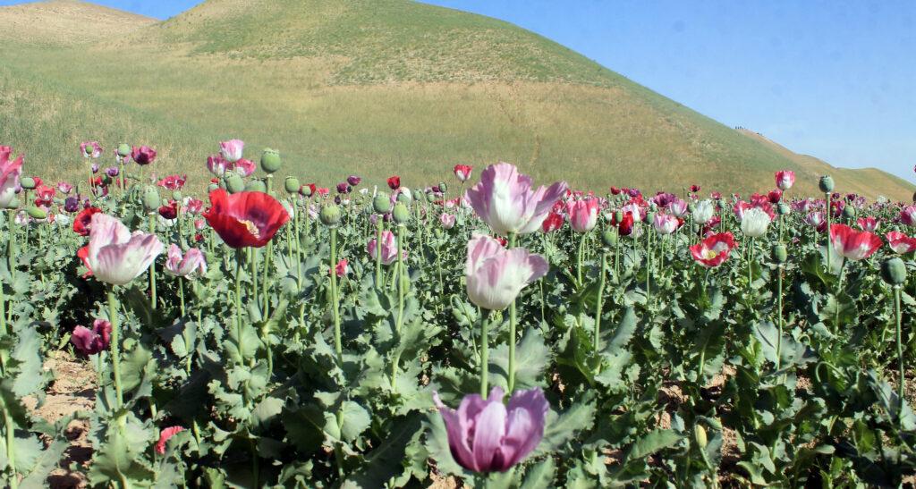 Poppy cultivation in Afghanistan up by 32pc: UN
