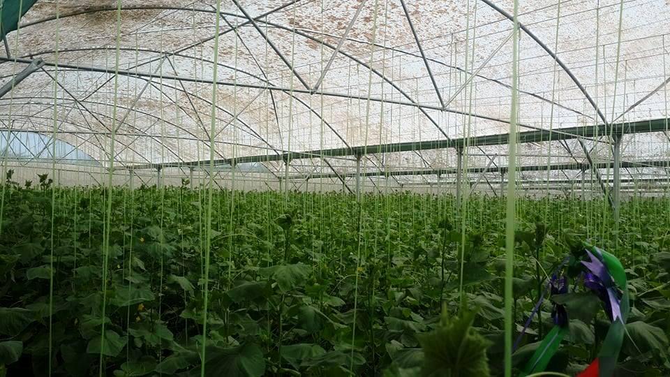 World Bank-funded greenhouses inaugurated in Uruzgan