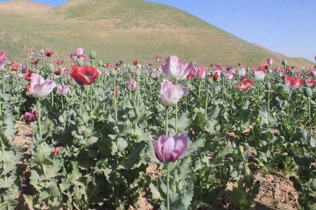 Poppy grown on 20,000 acres of land in Balkh