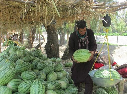 Kunduz watermelon harvest to cross100,000 tons
