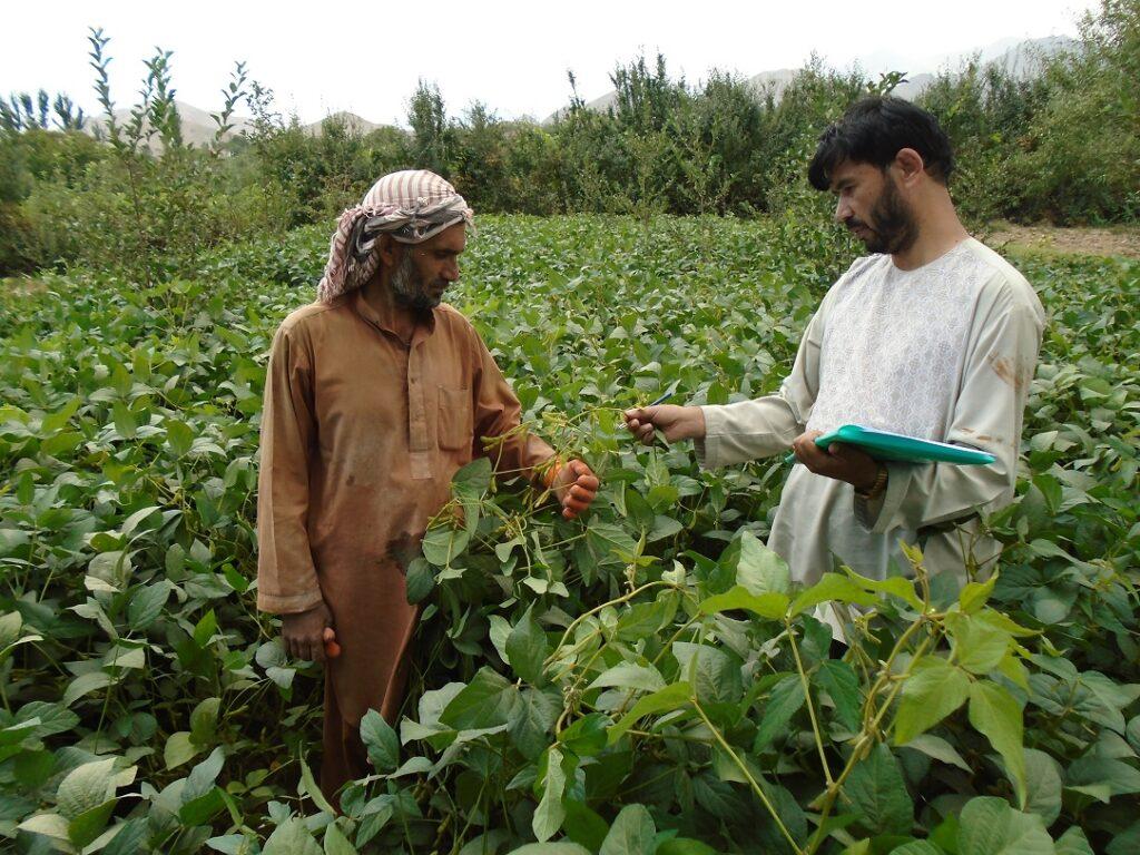 Herat farmers unaware about crop diseases