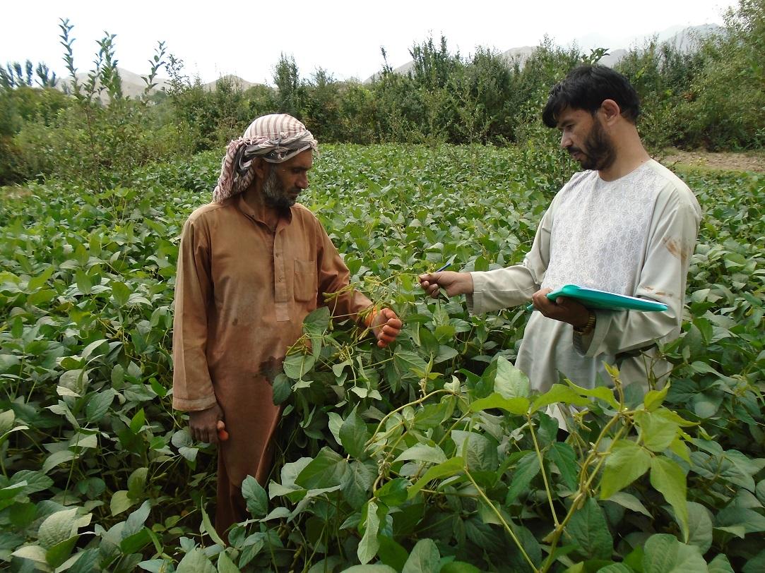 Afghan Farmers