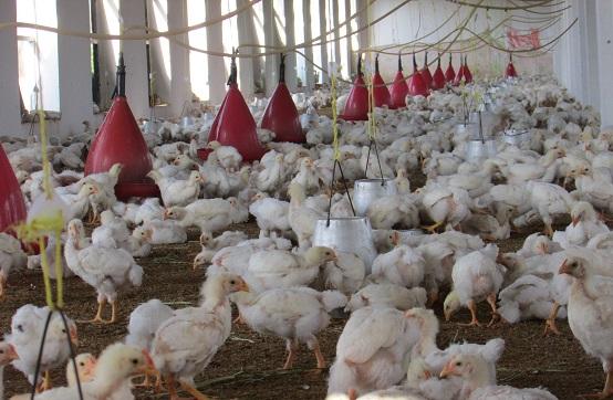 Nangarhar poultry farm industry growing despite problems