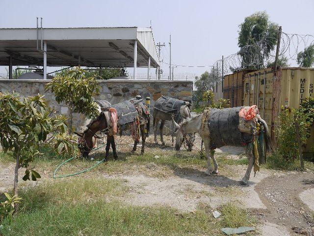 Bid to smuggle hashish on mules across Durand Line foiled