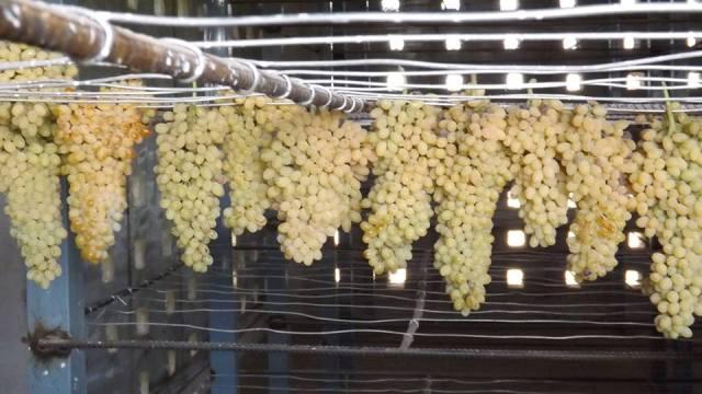 ٣٦٤ کشمش خانه در چهار ولایت ساخته شده است