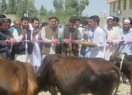 په کندهار کې له بېوزلو کورنیو سره د څارویو د مرستې لړۍ پیل شوه