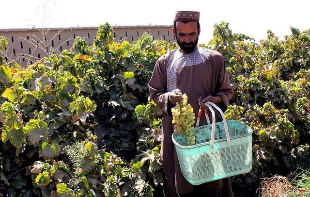 Kandahar exports grapes worth $4.5mln