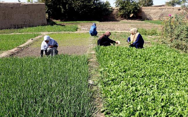 IFC supports Afghanistan’s efforts to promote agribusiness export  