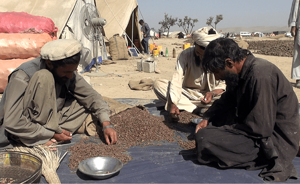 خلک: پکتيکا کې وسله وال طالبان په زور د جلغوزو د حاصلاتو عُشر ټولوي