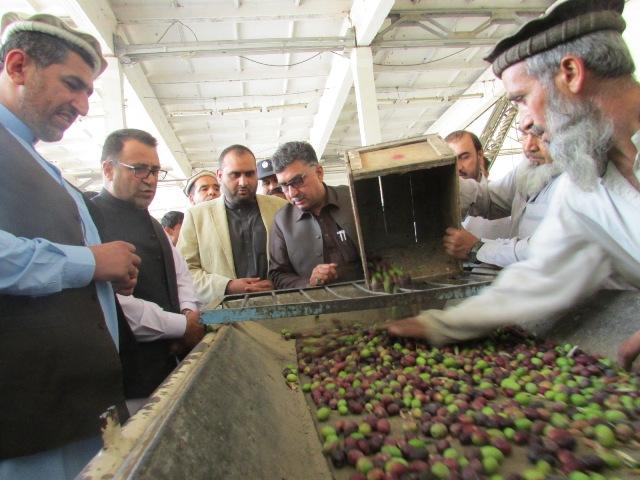 Nangarhar olive factory resumes work after 3 years of halt