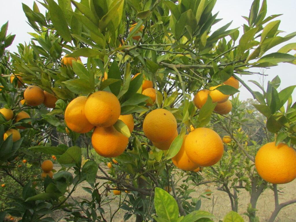 Taxed by govt & rebels, orange growers complain of double whammy