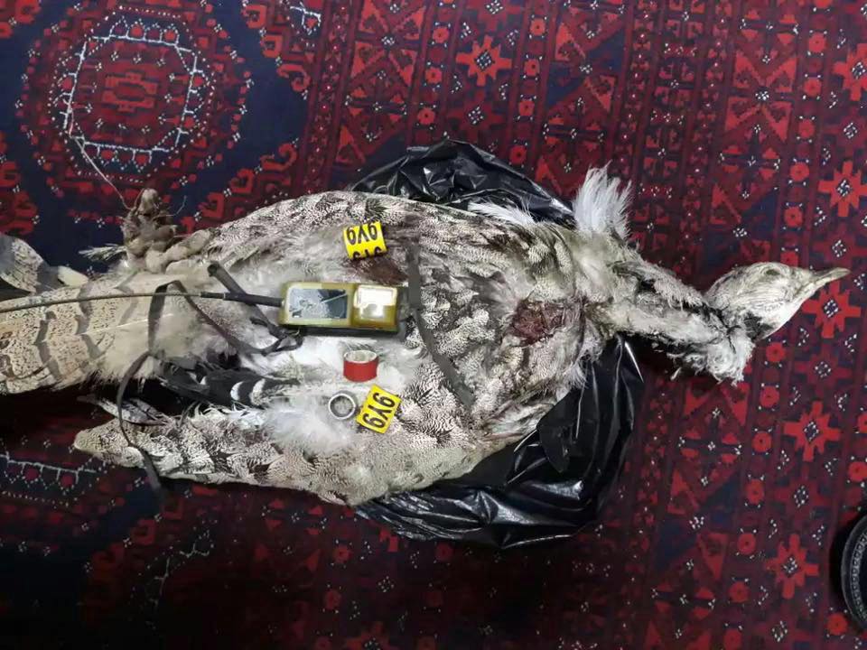 يک پرنده مجهزبا سيستم”جى پى اس”درهرات از بين برده شد