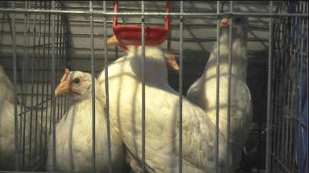 Afghanistan bans chicken, egg imports from Iran